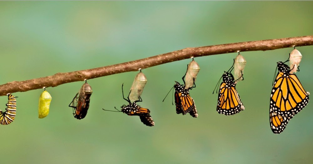 Por que a mudança demora tanto na terapia? A chave que acelera o processo